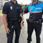 La serpiente capturada por los agentes de la policía.-POLICÍA