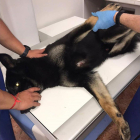 Un perro durante una radiografía, imagen de archivo