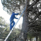 Un hombre sube al árbol para recoger piñas en Pedrajas de San Esteban-Ical