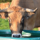 Una vaca bebe agua de una cuba en una zona de pasto afectada por la ausencia de precipitaciones durante los últimos meses.-J.D.L.