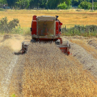 Un trabajador realizando labores de cosecha en un campo de cereal en una explotación de Ponferrada (León).-ICAL