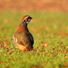 La perdiz roja, reina indiscutible y estrella de la caza menor en España.-LEONARDO DE LA FUENTE