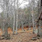 Bosque  de castaños y pinos en la localidad abulense de Piedralaves adjudicado a una empresa maderera de la provincia de  Toledo.-A. García