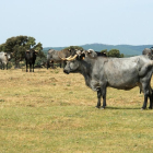 Vaca de raza morucha clasificada como raza autóctona.-MAGRAMA