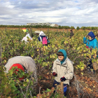 Varios participantes durante la rebusca de la uva, en los alrededores de La Seca.-E.M.