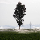 Campo de cultivo de remolacha.-ICAL