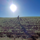 Campos de producción ecológica comercializada por Arae.-E.M.
