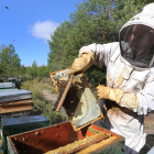 Apicultura en Palencia Los apicultores palentinos Felipe y Mario García recolectan la miel al final del verano en las colmenas que tienen instaladas en el monte de Villota del Páramo (Palencia). - E.M.