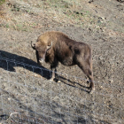 Uno de los bisontes de la reserva de San Cebrián de Mudá.-sancebriandemuda