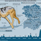 Censo regional de lobo ibérico en Castilla y León-Ical