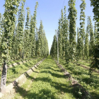 Imagen de archivo de una plantación de lúpulo en la provincia de León, que aglutina el 98% de la producción nacional.-ICAL
