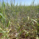 Estado del cultivo de trigo en la provincia palentina de hace dos años, cuando el campo sufrió una gran sequía.-ICAL