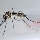 Detalle del mosquito "Aedes Aegypti", trasmisor del zika.-EFE / ARCHIVO