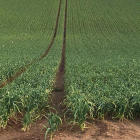 Plantación de ajos en la localidad vallisoletana de Matapozuelos, la provincia con mayor superficie destinada a esta hortaliza.-STA TORAL