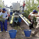 Recogiendo manzanas en la finca de Nufri de La Rasa.-LUIS ÁNGEL TEJEDOR