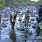 Agentes medioambientales realizando una jornada de pesca eléctrica en un río regional.-LEONARDO DE LA FUENTE