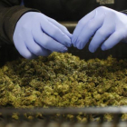 Plantación de marihuana medicinal.-NIR ELIAS / REUTERS