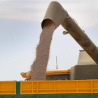 Labores de descarga de grano en plena cosecha de leguminosas en el Cerrato palentino.-BRÁGIMO