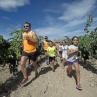 Varios atletas corren entre viñedos de la provincia de Valladolid, protagonistas del circuito "Corriendo entre viñas"-El Mundo