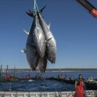 Marineros de Barbate, Cádiz, trabajan en la captura del atún rojo. /-ROMÁN RÍOS (EFE)
