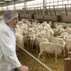 En la imagen, José Luis Moralejo observa las ovejas de raza assaf que cuidan con una alimentación en seco.-H.M.P