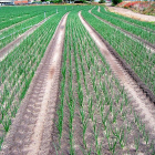 Plantación de cebollas en su estado vegetativo más vistoso, en una de las explotaciones de la Sociedad Agraria de Transformación Hormoba, con sede en la localidad abulense de Nava de Arévalo.-HORMOBA