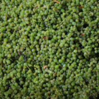 Llegan las primeras uvas vendimiadas en Castilla y León a la bodega Hugad de Serrada (Valladolid)