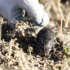 Ejemplar de topillo en los campos de La Moraña, en Ávila-ICAL