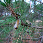 Ejemplar de oruga procesionaria en un pino.-ICAL