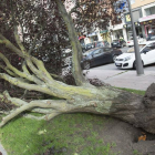 Arboles caídos en Burgos a causa del fuerte viento.-ICAL