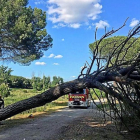 Un bombero junto al pino que se derrumbó ayer en el pinar.-E. M.