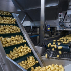 Patatas de la empresa Agroinnova durante el proceso de manipulación.-GOYO CONDE.