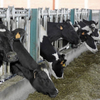 Explotación ganadera de vacas en Melgar de Yuso, en la provincia de Palencia-Ical