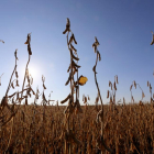 Campo de cultivo de soja.-ICAL