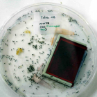 La ULE participa en el descubrimiento del primer caso conocido de pulgones carnívoros. En la imagen, colonia de hormigas-Ical