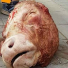 La cabeza de toro que los fans del Dynamo de Dresden lanzaron al terreno de juego.-