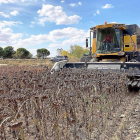 Cosecha de girasol en el ensayo de Pioneer en Toro (Zamora) en una parcela donde también se ha cultivado sorgo para comparar los resultados.-PIONEER