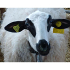 Uno de los animales en la exposición de ganado de la Feria de Anche de 2015.-E. M.