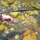 Una trucha del Órbigo leonés capturada a mosca seca, antes de ser liberada.-LEONARDO DELA FUENTE