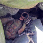 Desactivadas dos granadas de mano de la Guerra Civil localizadas en el municipio de Villamanín-Ical