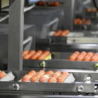 Instalaciones de la granja Pinilla en la provincia de Valladolid, uno de los productores integrados en la Plataforma comercial.-E. M.