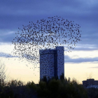 Decenas de estorninos en el edificio Duque de Lerma.-ICAL