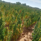 Explotación de quinoa de Raquel Rodríguez, en la provincia leonesa.-E.M.