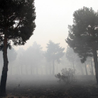 El humo se extiende entre los árboles de La Cabrera.-ICAL