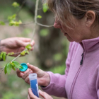 Una mujer, propietaria de castaños, lleva a cabo una suelta de Torymus silensis para erradicar la avispilla.-PIERRE GRAND