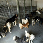 Canes en la perrera municipal de Valladolid.-ICAL