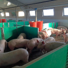 Varios animales en el interior de una explotación de porcino en la Comunidad.-ICAL
