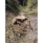 Una de las ovejas fallecidas tras el ataque del lobo. E.M.