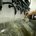 Análisis del agua en una planta de tratamiento de Agbar. /-RICARD CUGAT