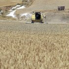 Un agricultor cosechando trigo en Castroverde de Cerrato.-ICAL